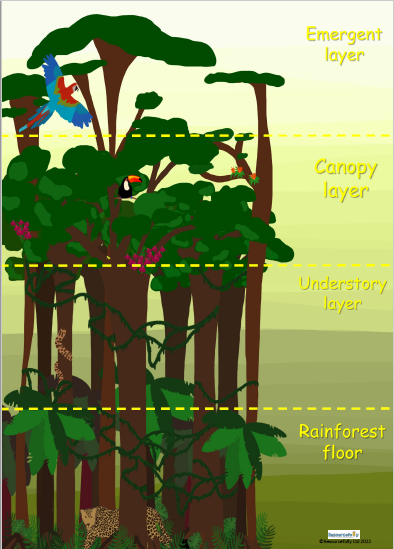 Rainforest Layers